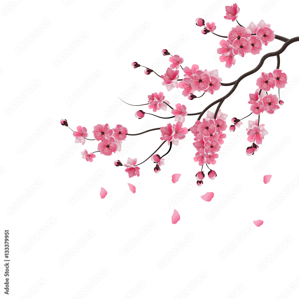 Japanese sakura. The branch of dark pink sakura blossom. Isolated on white background. illustration