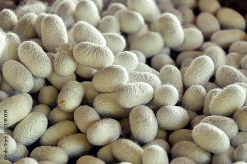 Silkworm fibers in the fabric industry.