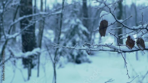 branch of the tree in the forest covered with ice and snow