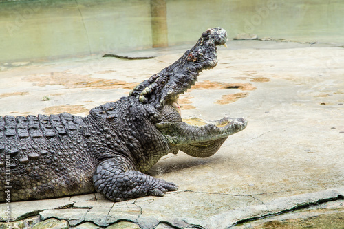 Crocodiles Resting at Samut Prakan Crocodile Farm and Zoo, Thail