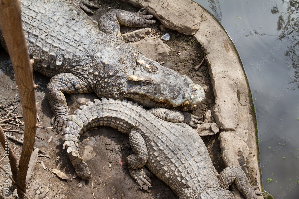 Crocodiles Resting at Samut Prakan Crocodile Farm and Zoo, Thail Crocodiles Resting at Samut Prakan Crocodile Farm and Zoo, Thail