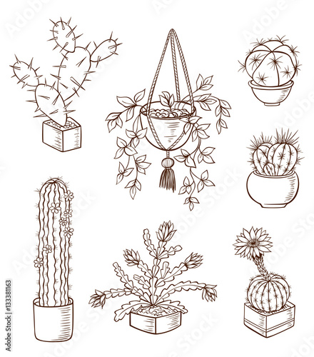 Set of various houseplants