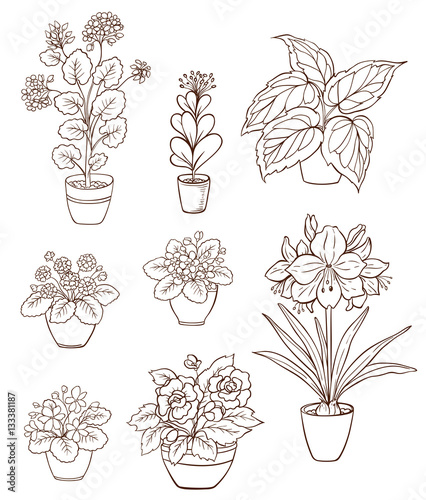 Set of various houseplants