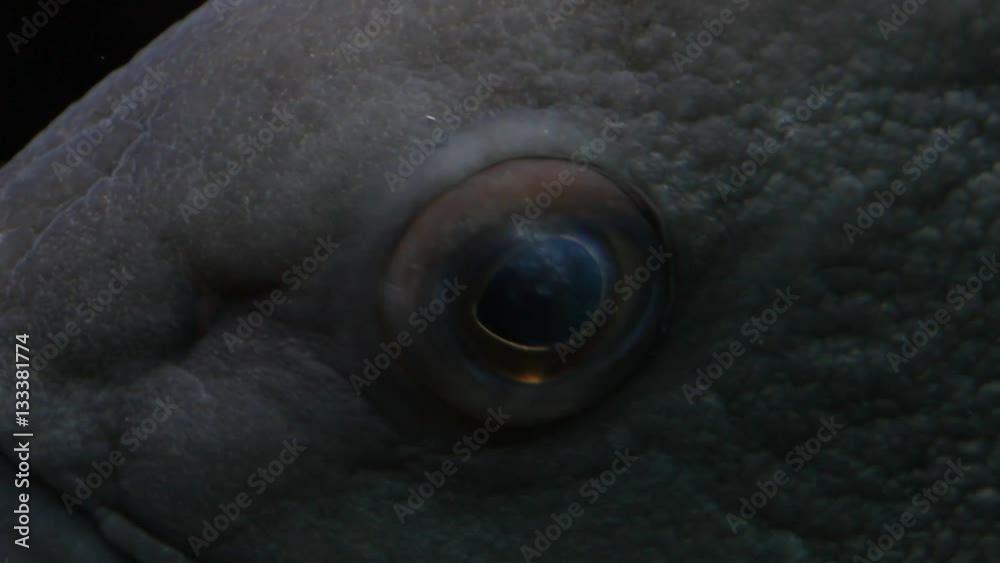 Extreme Close up big Grouper with eye contact Extreme Close up big Grouper with eye contact