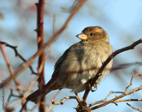 tree sparrow, passer montanus