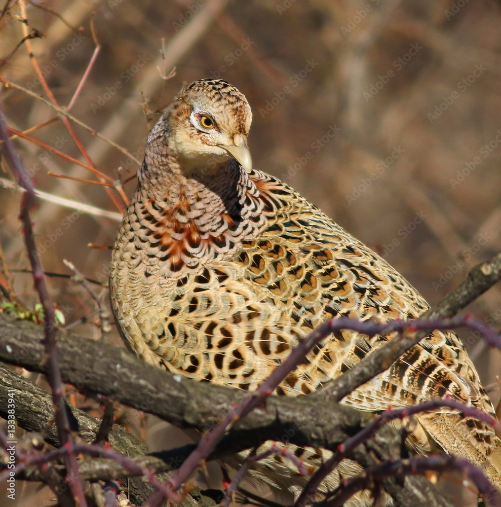 Common Pheasant female on branch, Phasianus colchicus