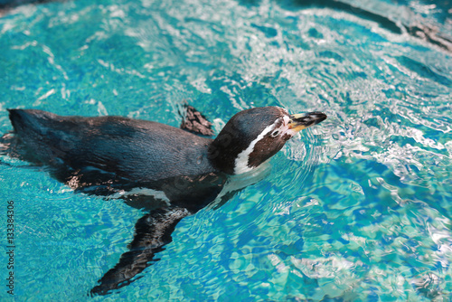 Humboldt Penguin  Spheniscus humboldti  swimming