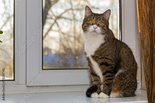 Grey cat sitting on the window