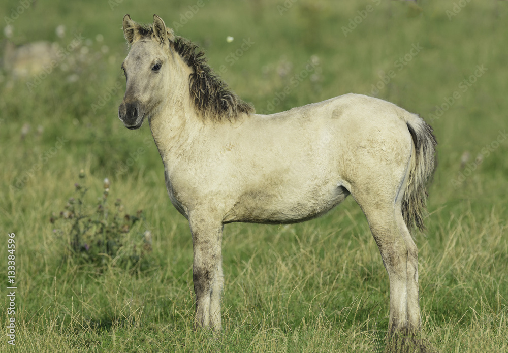 Konik horse