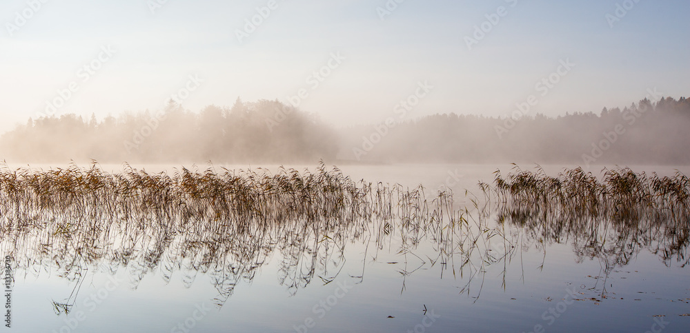 Morning by the lake Morning by the lake