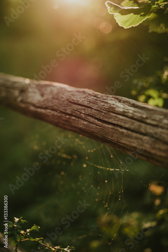 wooden railing with spider web photo