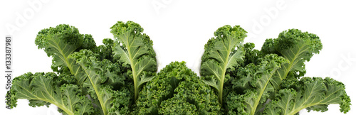Fotomurale Green leafy kale vegetable
