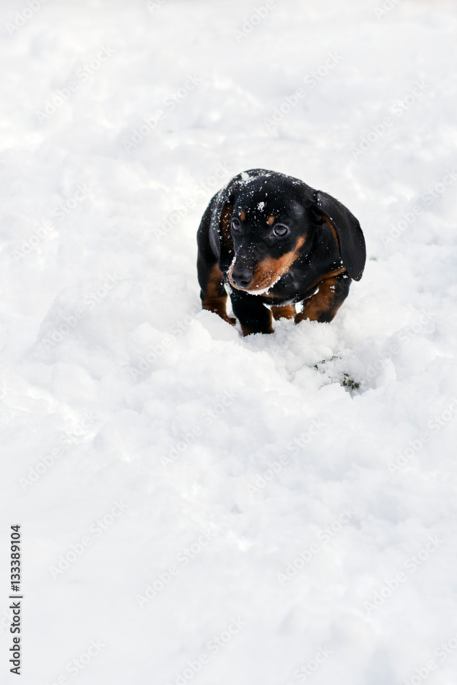 Dachshund black puppy on the snow Dachshund black puppy on the snow