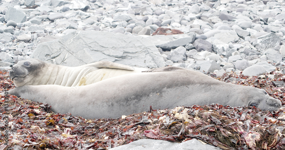 Obraz premium wild seal resting in antarctica
