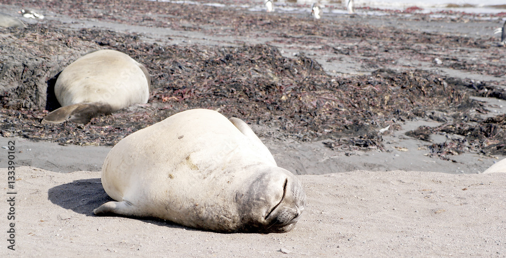 Fototapeta premium wild seal resting in antarctica
