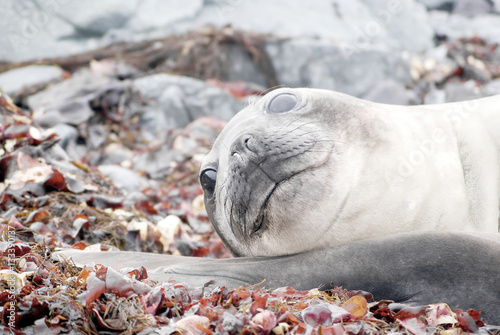 Fototapeta Naklejka Na Ścianę i Meble -  wild seal resting in antarctica