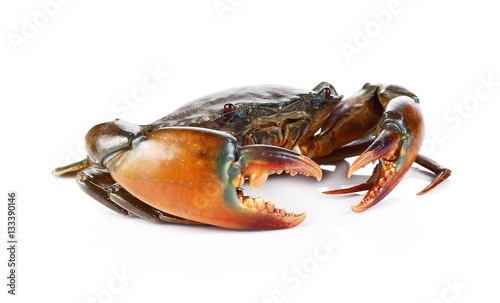 Raw black crab  on white background