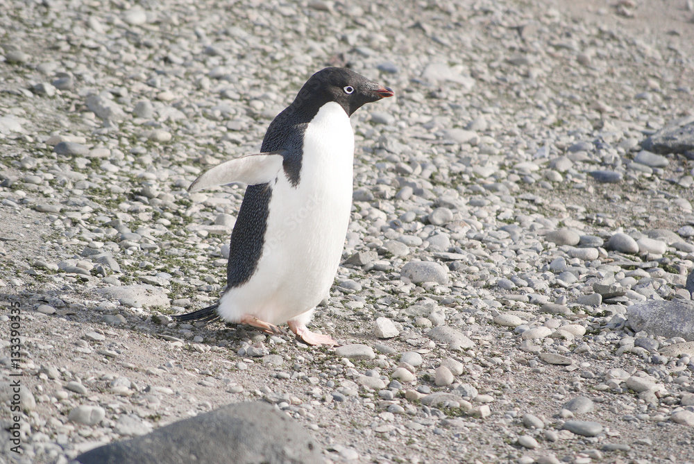 Fototapeta premium Wild penguins resting by the sea coast