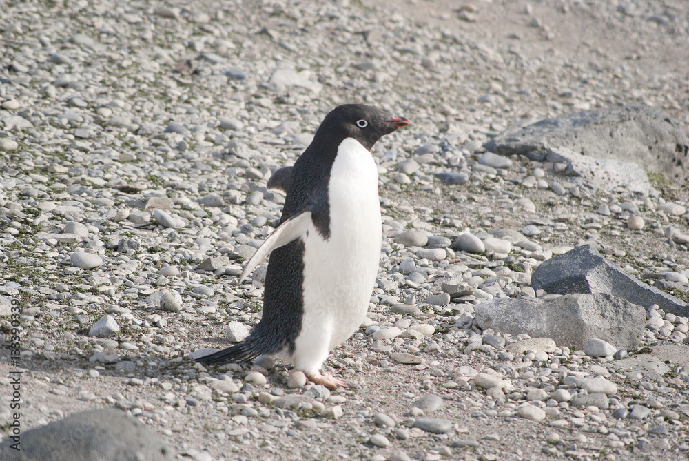 Fototapeta premium Wild penguins resting by the sea coast