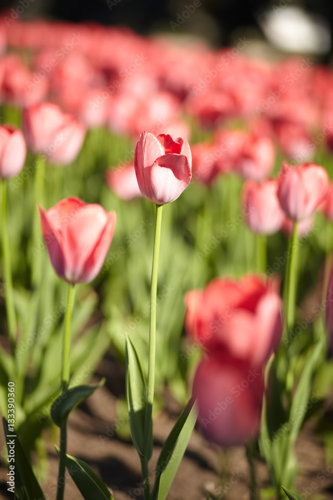 Fototapeta premium beautiful tulips
