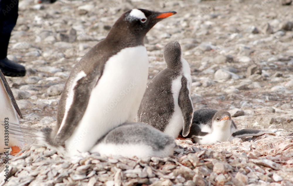 Naklejka premium Wild penguins resting by the sea coast
