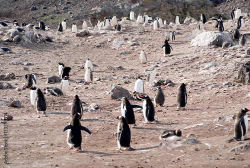 Wild penguins resting by the sea coast