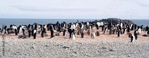 Wild penguins resting by the sea coast