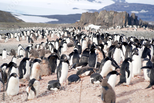 Wild penguins resting by the sea coast