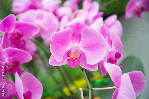 Garden of purple orchids