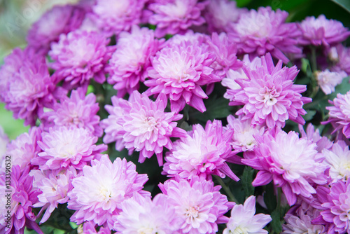 Garden of purple cosmos flower