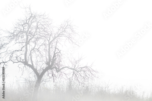 Old fruit tree in mystic morning autumn fog. Copy space.