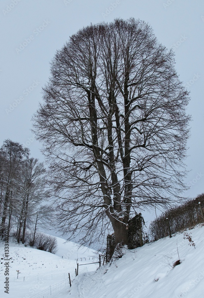 Winterbaum Winterbaum
