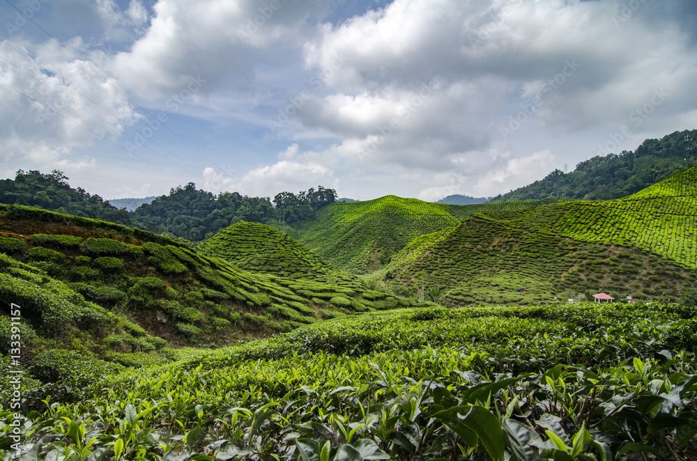 Beautiful view at Cameron Highlands, Malaysia with green nature tea plantation near the hill. Image contain grain, noise and soft focus due nature composition.