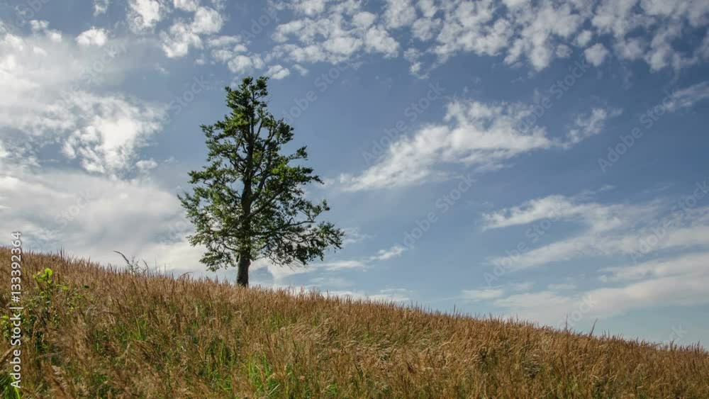 Clouds Moving over Alone Beech Tree and Field of Dry Grass Twinkle Time Lapse Clouds Moving over Alone Beech Tree and Field of Dry Grass Twinkle Time Lapse