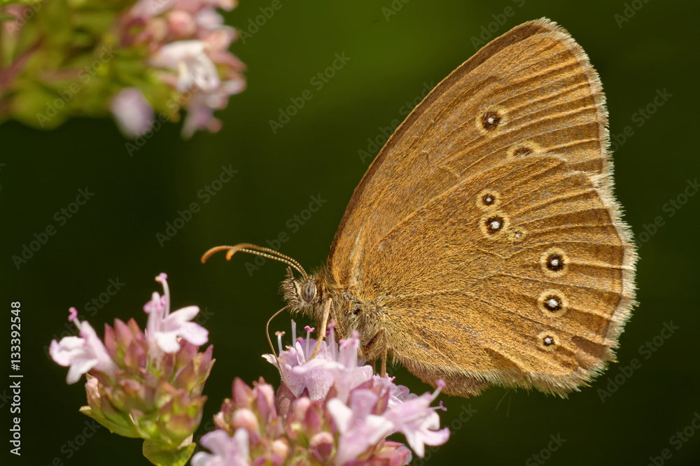Brauner Waldvogel auf Dost Brauner Waldvogel auf Dost