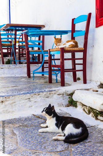 Fototapeta Naklejka Na Ścianę i Meble -  Traditional Greece series - cats and street tavernas, Amorgos island