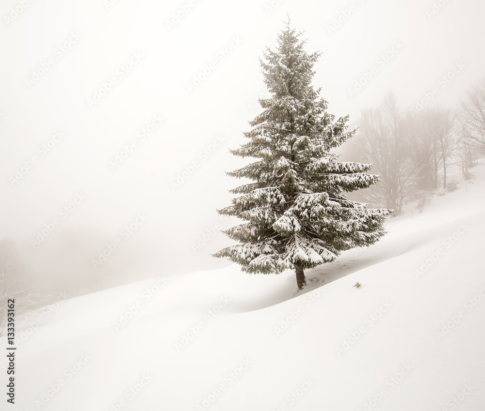 Fototapeta premium Mystical winter forest covered with snow on cloudy day