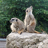 Two meerkats on guard on the stone.