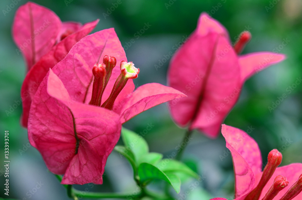 Bougainvillea Bougainvillea