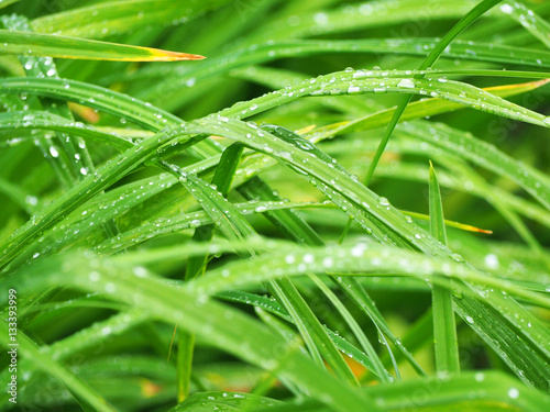 Fresh green grass with water drops, dew on grass