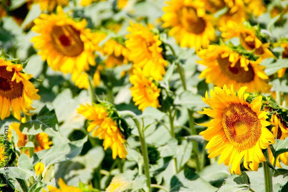 Fototapeta premium Sunflower field