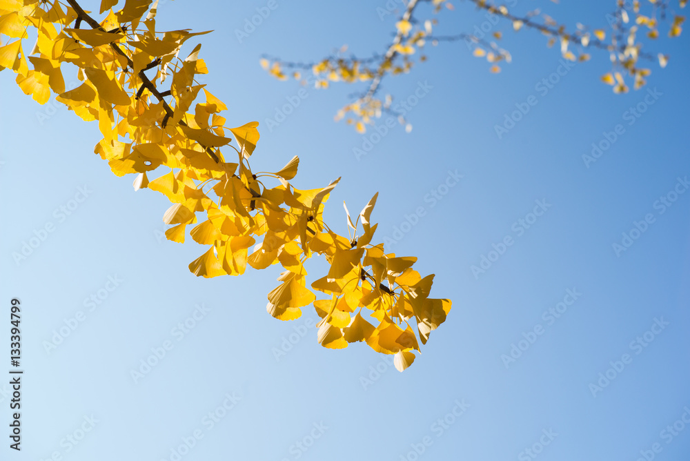 yellow tree in nara, japan