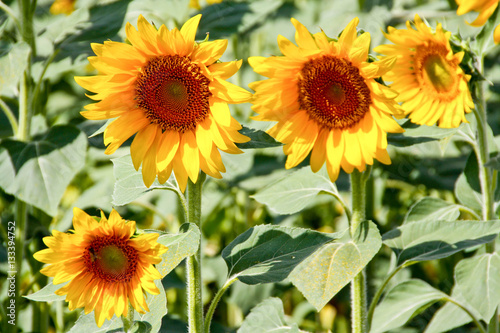 Sunflower field