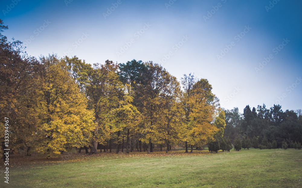 Autumn colours with trees in the park.