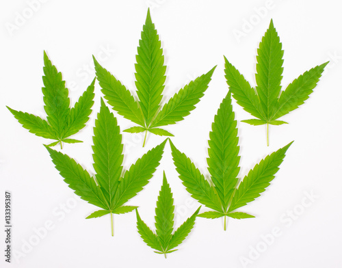 Cannabis leaf isolated on white. Close Up.