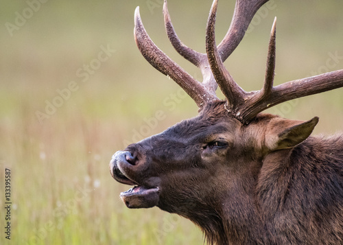 Bull Elk Bugles Close Up