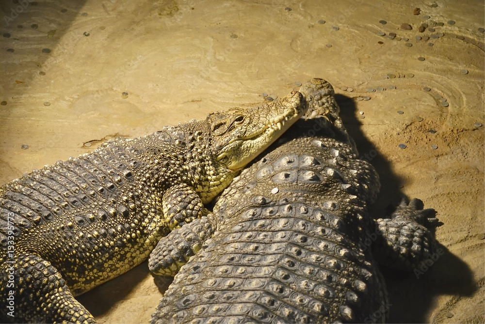 Fototapeta premium Two Nile crocodiles (Crocodylus niloticus) lie together. In Zagreb Zoo, Croatia.