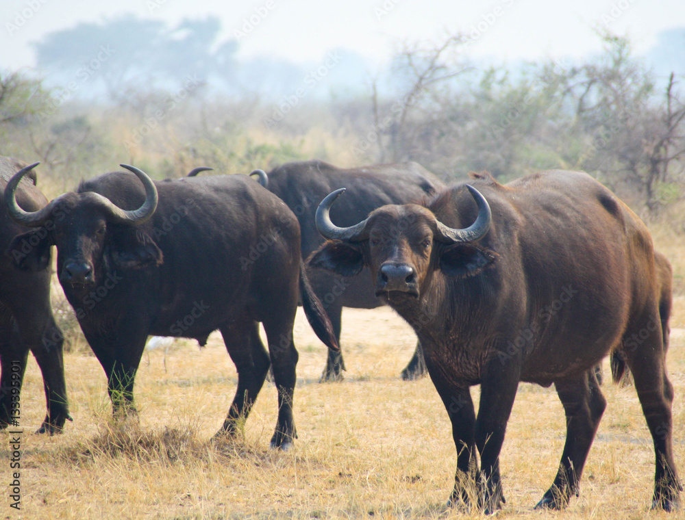 Water buffalo isolated Water buffalo isolated