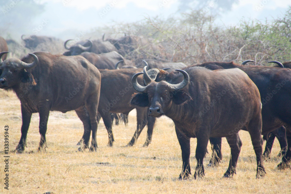 Water buffalo isolated