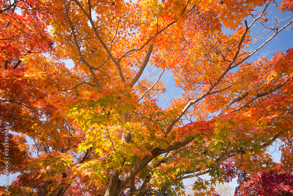 autumn leaves kyoto, Japan